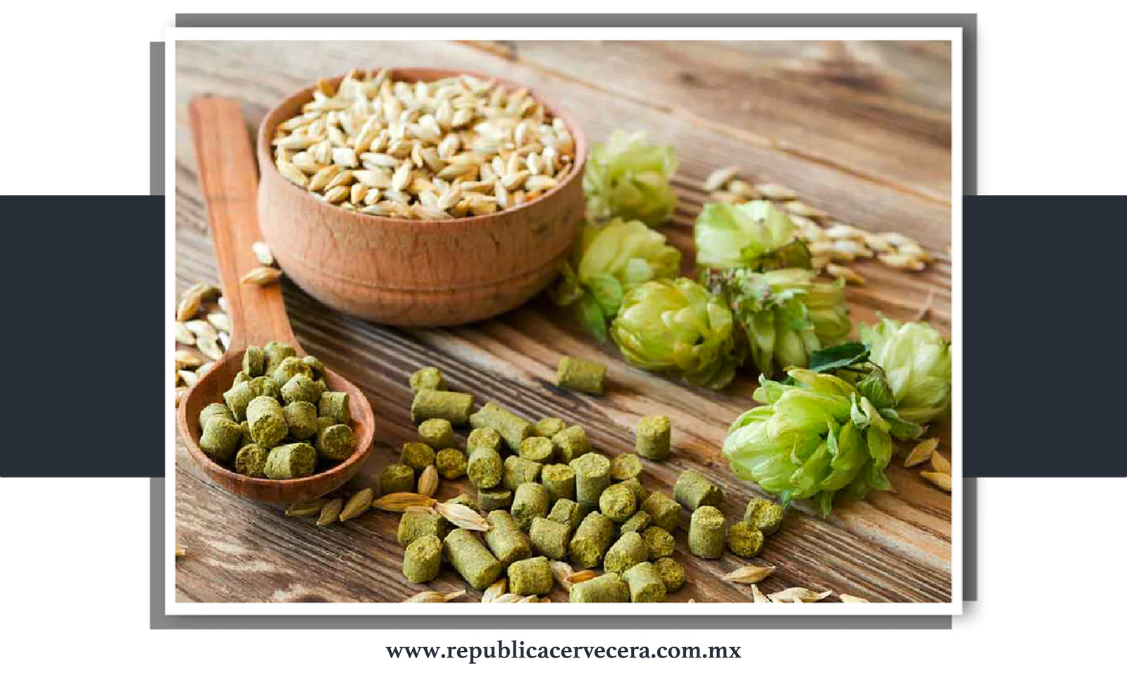 ¿Qué hace amargo al lúpulo? ¿De dónde provienen los aromas y sabores?