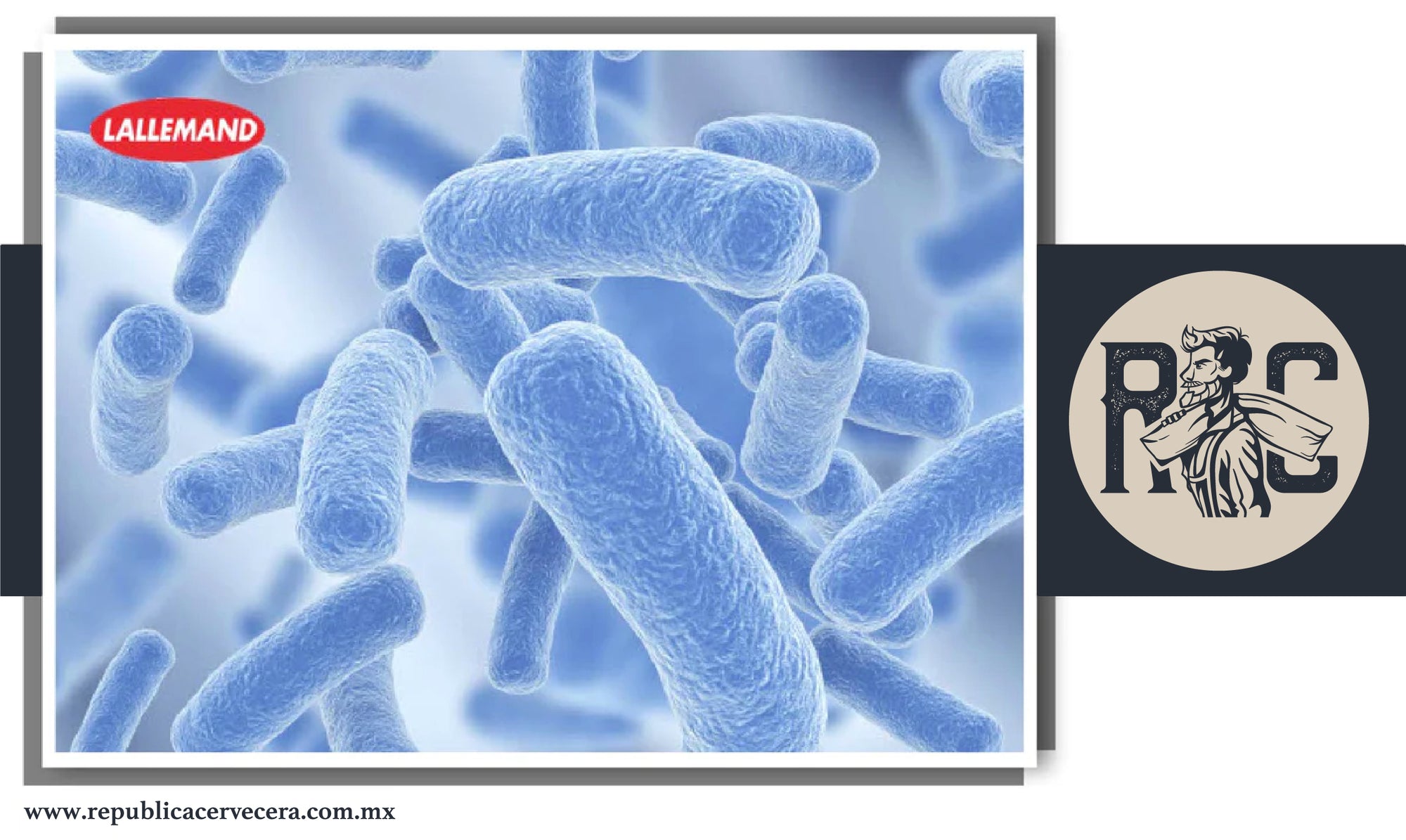 Bacterias en la Cerveza ¿Qué son y para qué sirven?