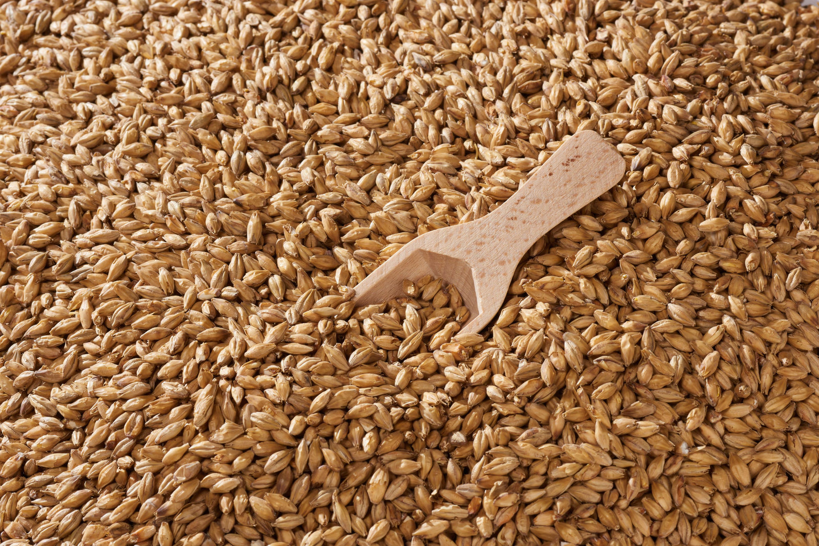 Malta Base Swaen Ale - The Swaen - Pale Ale